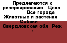 Предлагаются к резервированию › Цена ­ 16 000 - Все города Животные и растения » Собаки   . Свердловская обл.,Реж г.